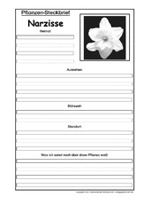 Pflanzensteckbrief-Narzisse-SW.pdf
